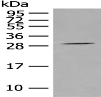 Anti-EGLN3 antibody