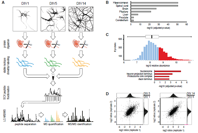 【文献解读】定量蛋白质组学研究神经元分化过程蛋白表达变化