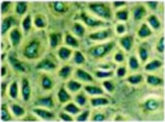 人子宫平滑肌细胞(原代细胞)