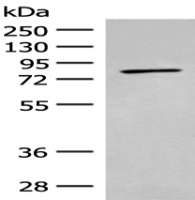 Anti-ADAM21 antibody