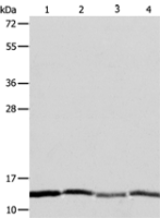 Anti-ATPIF1 antibody