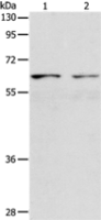 Anti-VANGL1 antibody