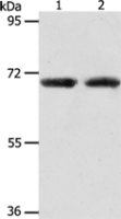 Anti-ACOT11 antibody
