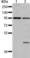 Anti-AKAP8L antibody