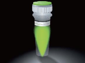 KAPA 荧光定量 PCR SYBR Green