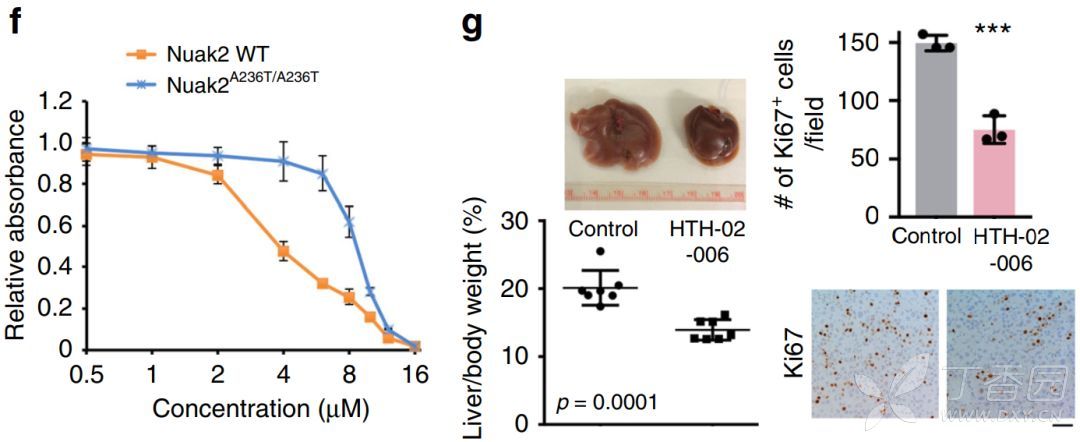 hth-02-006抑制yap驱动的细胞增殖,肝肿大和肿瘤发生