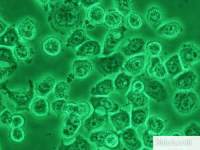 小鼠神经干细胞