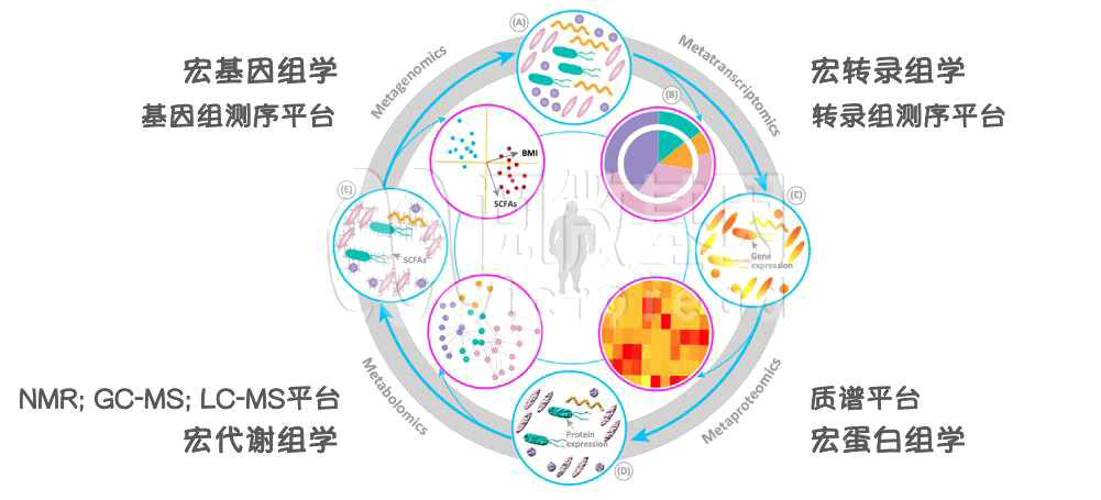 三篇高分文章帮你搞懂「代谢组学+微生物组」的「联用」与「联合分析」 - 企业动态 - 丁香通