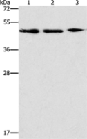 Anti-APOBEC3G antibody