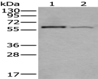 Anti-PRKAA2 antibody