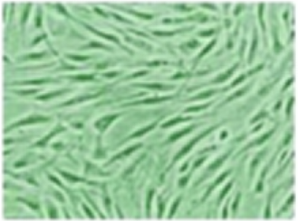 小鼠淋巴成纤维细胞(原代细胞)