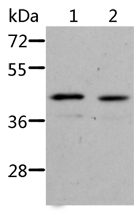 Anti-NIF3L1 antibody