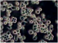 大鼠膀胱上皮细胞(原代细胞)