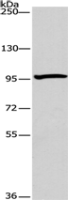 Anti-ATG9A antibody