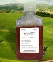 	人正常前列腺上皮细胞；RWPE-1