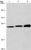 Anti-VWA5A antibody
