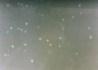 APOAF Annexin V-FITC 凋亡检测试剂盒