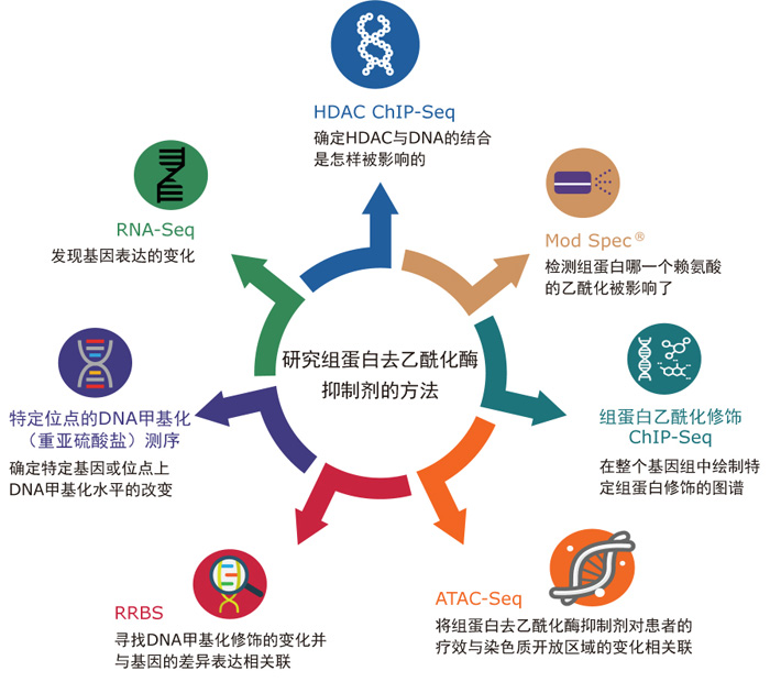 Active Motif丨多重组学研究方法帮助您了解 HDACi 的作用机理