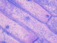 人甲状腺癌组织源细胞【HumanCancer:BreastCancerTissuesCells】