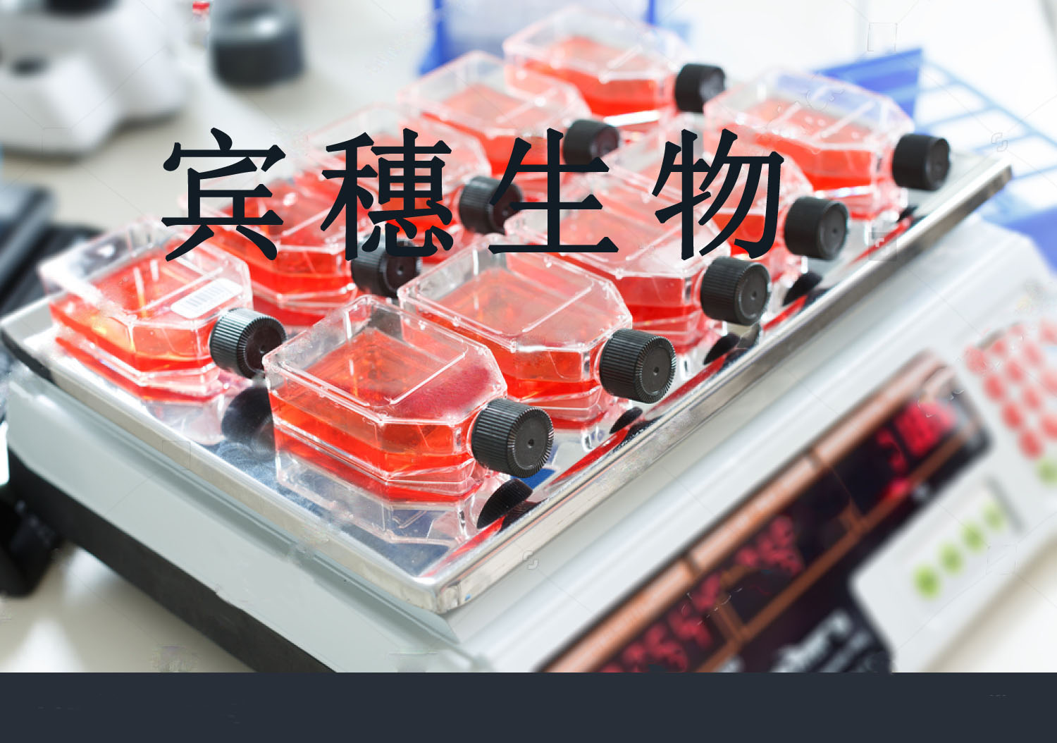 LC-1sq人肺癌鳞癌细胞系 不只是专注复苏