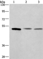 Anti-CEP55 antibody