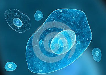 人肾癌组织源细胞【HumanCancer:KidneyCancerTissuesCells】产品图