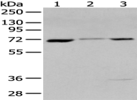 Anti-CTNNBL1 antibody