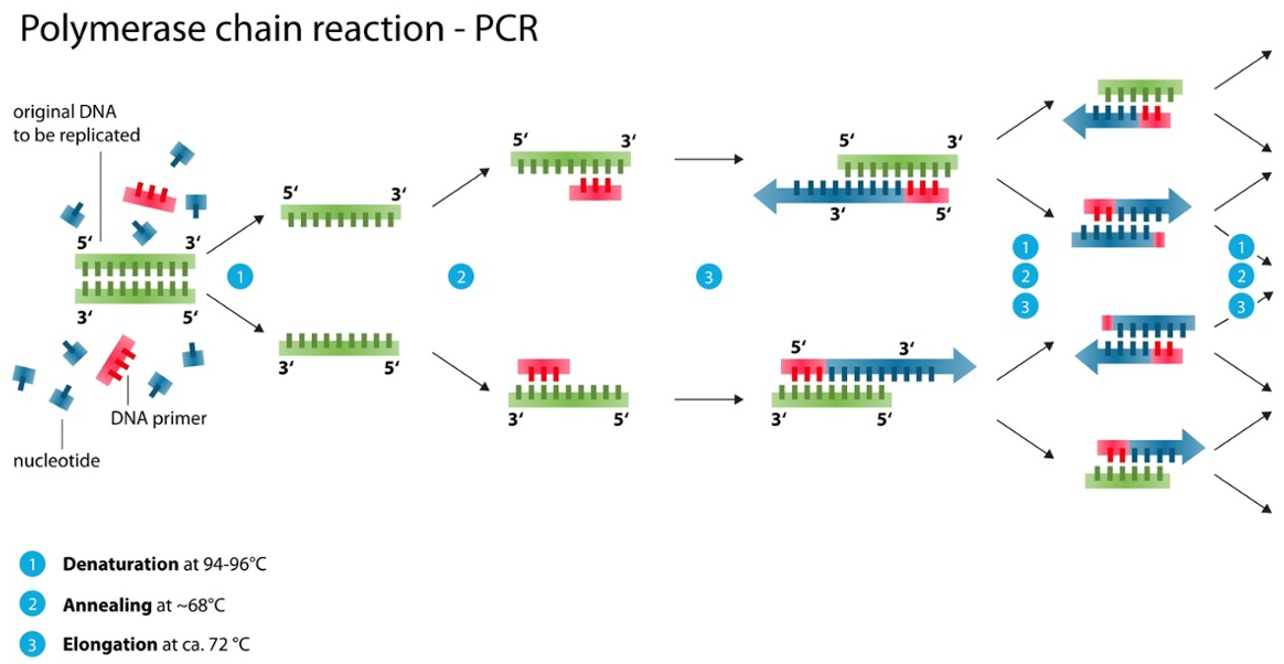 从 PCR 到 qPCR——关于理论和应用的演化简史