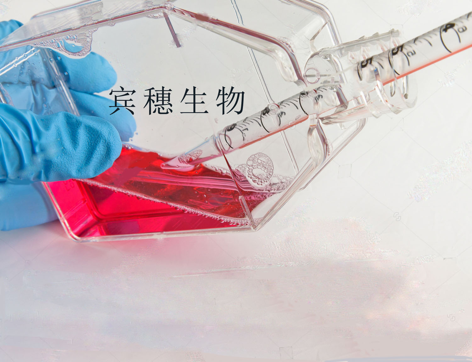 HCCIH03人肝癌细胞系 复苏培养技术团队