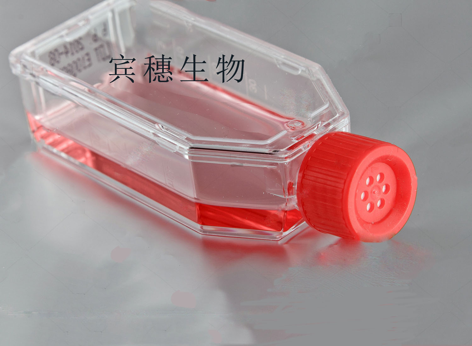 Karpas-299 Cell：人間變性大細胞淋巴瘤細胞