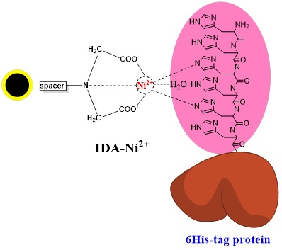 组氨酸标签蛋白纯化IDA磁珠|His-tag蛋白分离磁珠|硅基IDA-Ni镍磁珠
