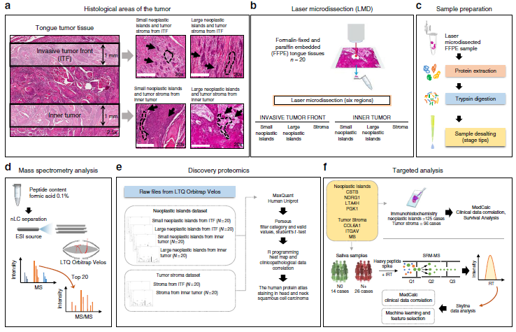 【文献解读】发现蛋白质组+靶向蛋白质组带你冲击高分paper！