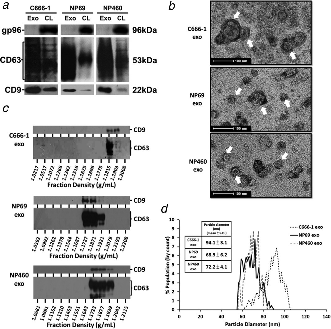 科研集市-17丨蹭热点，当然不能错过的是外泌体及其蛋白质组学研究啦