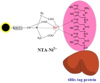 组氨酸标签蛋白纯化NTA磁珠|硅基NTA-Ni镍磁珠|His-tag蛋白分离镍磁珠