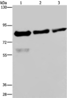 Anti-FASTKD2 antibody