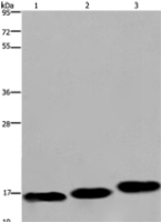 Anti-MYL12B antibody