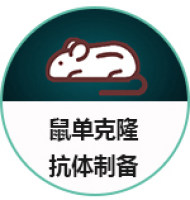 快速小鼠单克隆抗体制备
