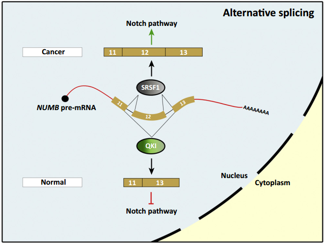 RNA 结合蛋白在肿瘤中的调控机制有哪些，你都知道吗？