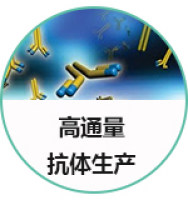 高通量重组抗体生产服务