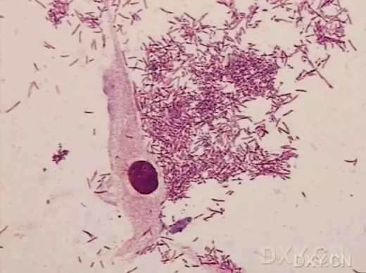 STR细胞鉴定意义