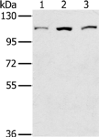 Anti-KIF20A antibody