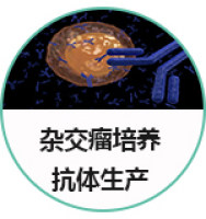 杂交瘤细胞培养及抗体生产服务