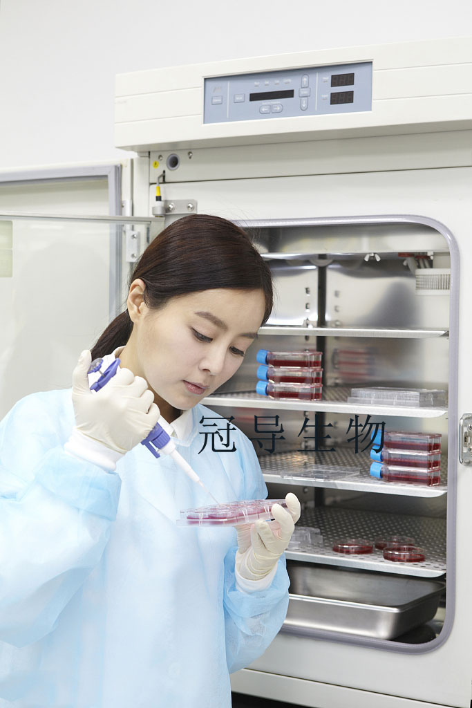 MHCC-97H Cell（高轉移人肝癌細胞）