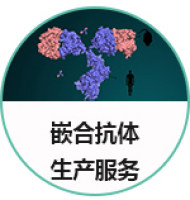嵌合抗体生产服务