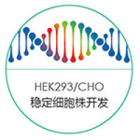 HEK293 稳定细胞株开发服务