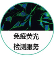 免疫荧光检测服务