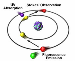 Bioss 讲堂｜照亮您的细胞——多彩荧光助您发表高分文章