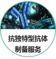 抗独特型抗体制备