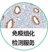 免疫组化检测服务
