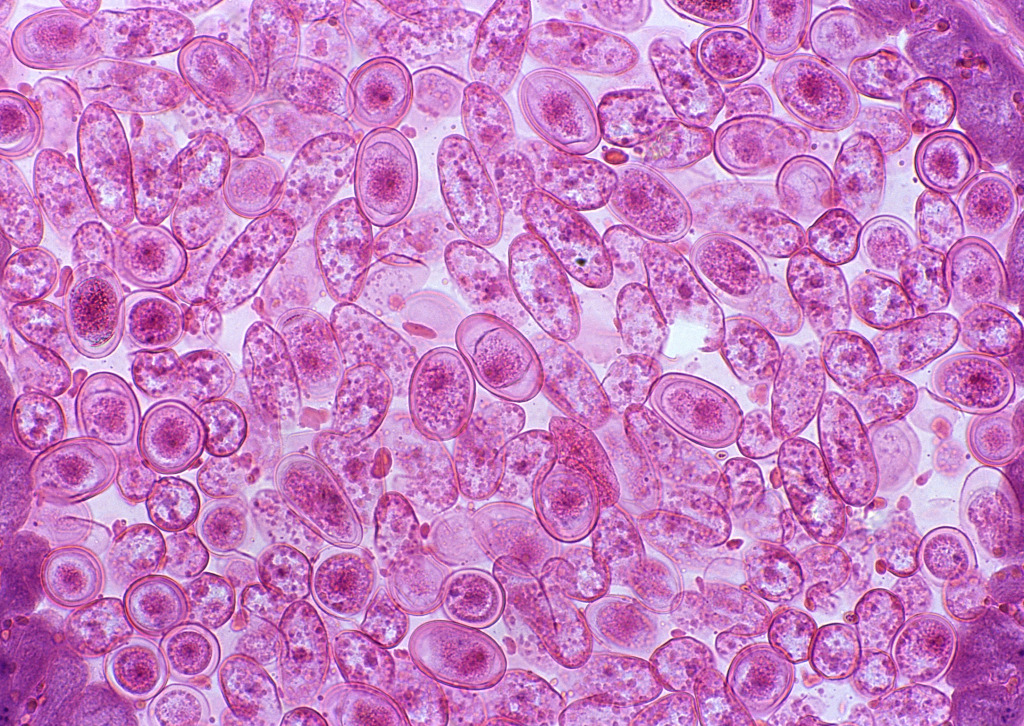 大鼠脉络膜血管细胞